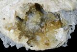 Fossil Clam With Fluorescent Calcite Crystals - Ruck's Pit, FL #175655-1